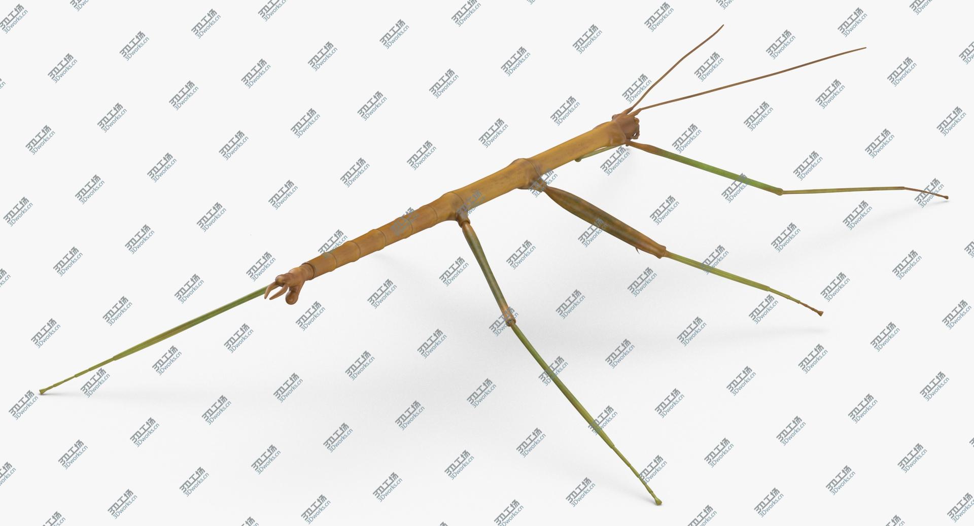 images/goods_img/2021040235/Walkingstick Rigged 3D/4.jpg